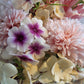 Aster king size apricot och sommarflox 