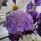 Praktvädd Lavender Blue