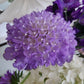 Praktvädd Lavender Blue