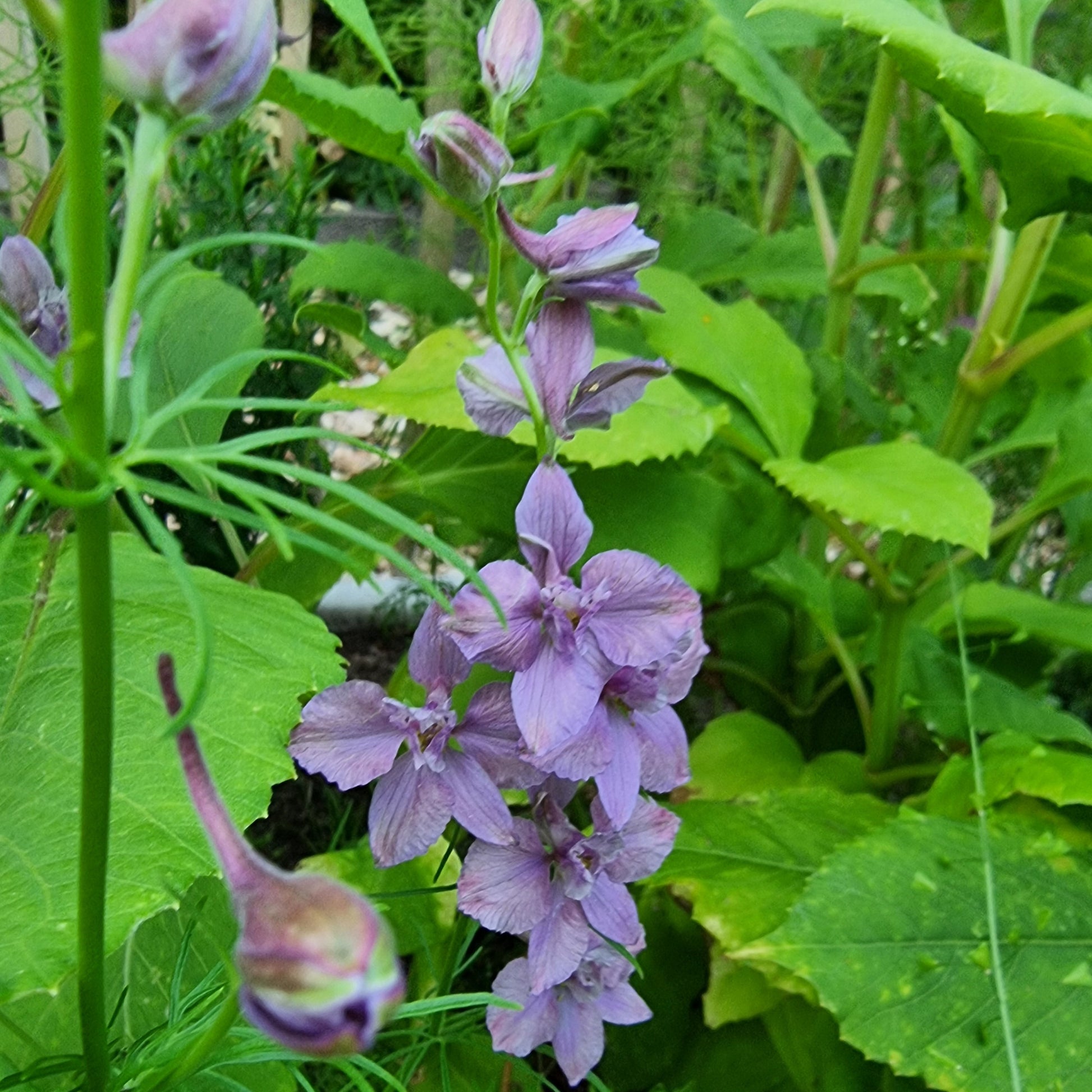 Riddarsporre Misty Lavender