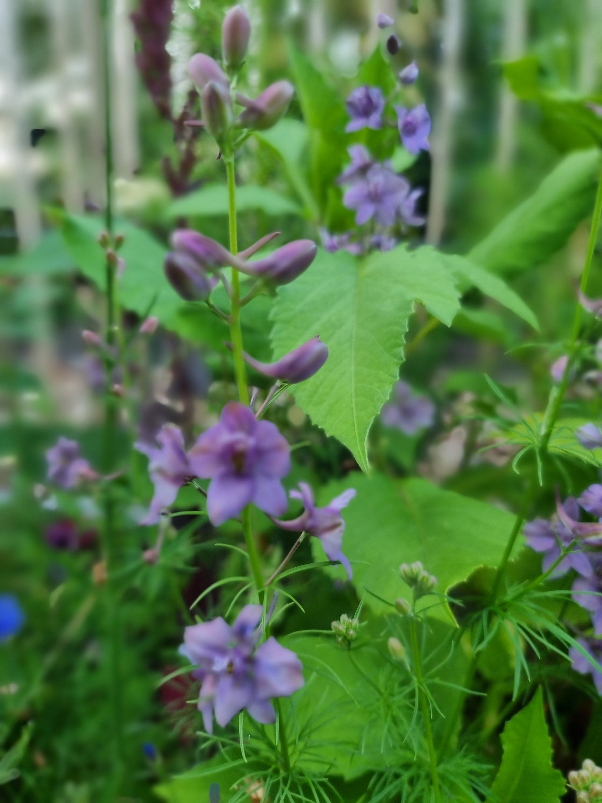Riddarsporre Misty Lavender