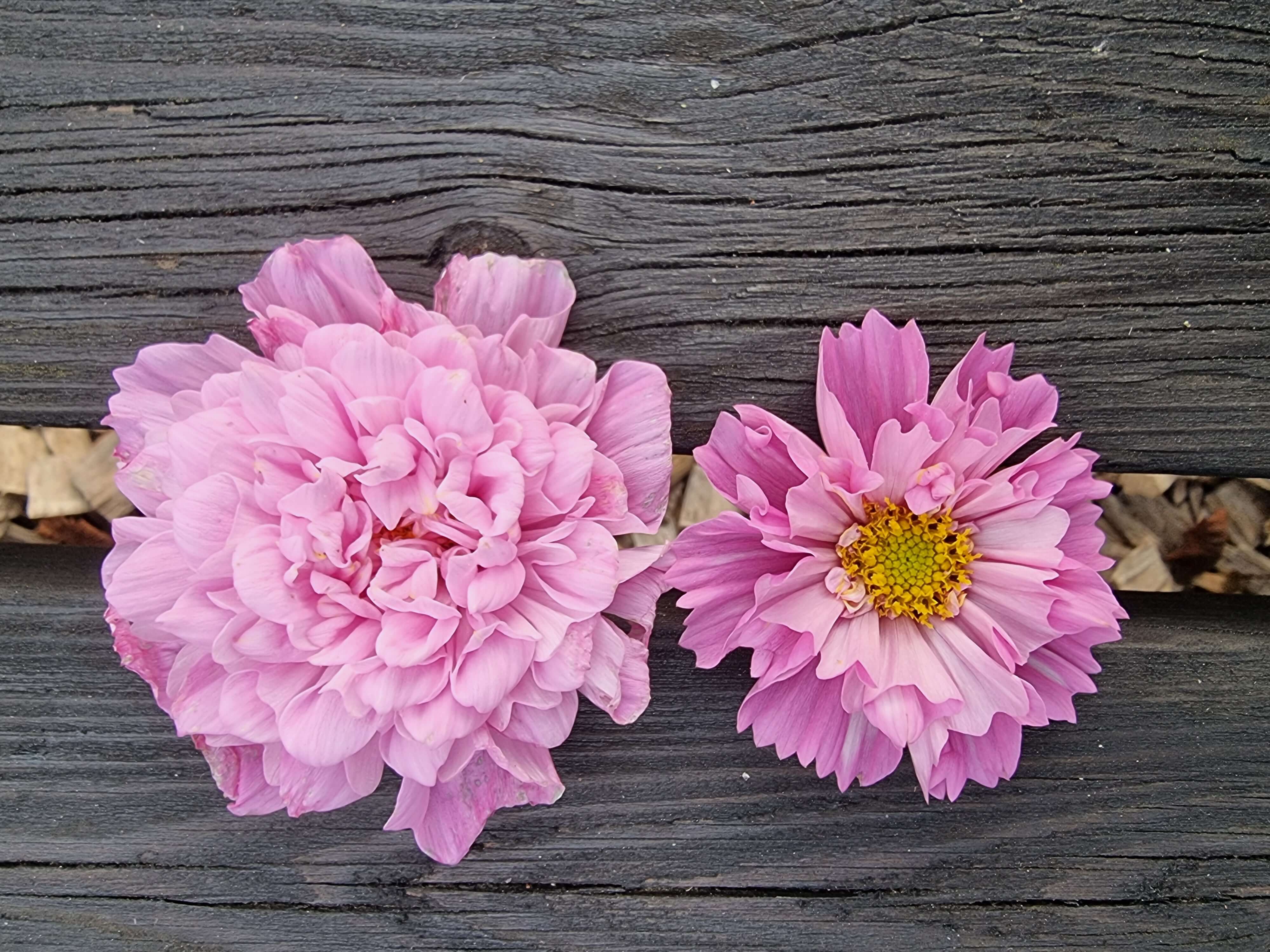 Rosenskära Double Click Rose Bonbon