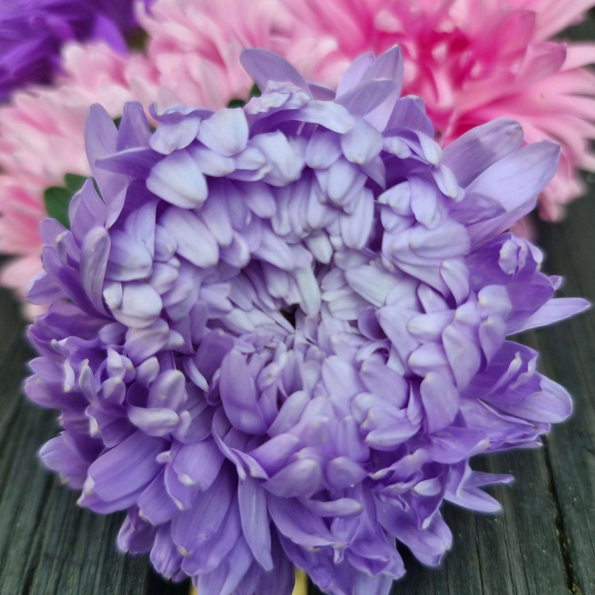 Sommaraster king sizw
