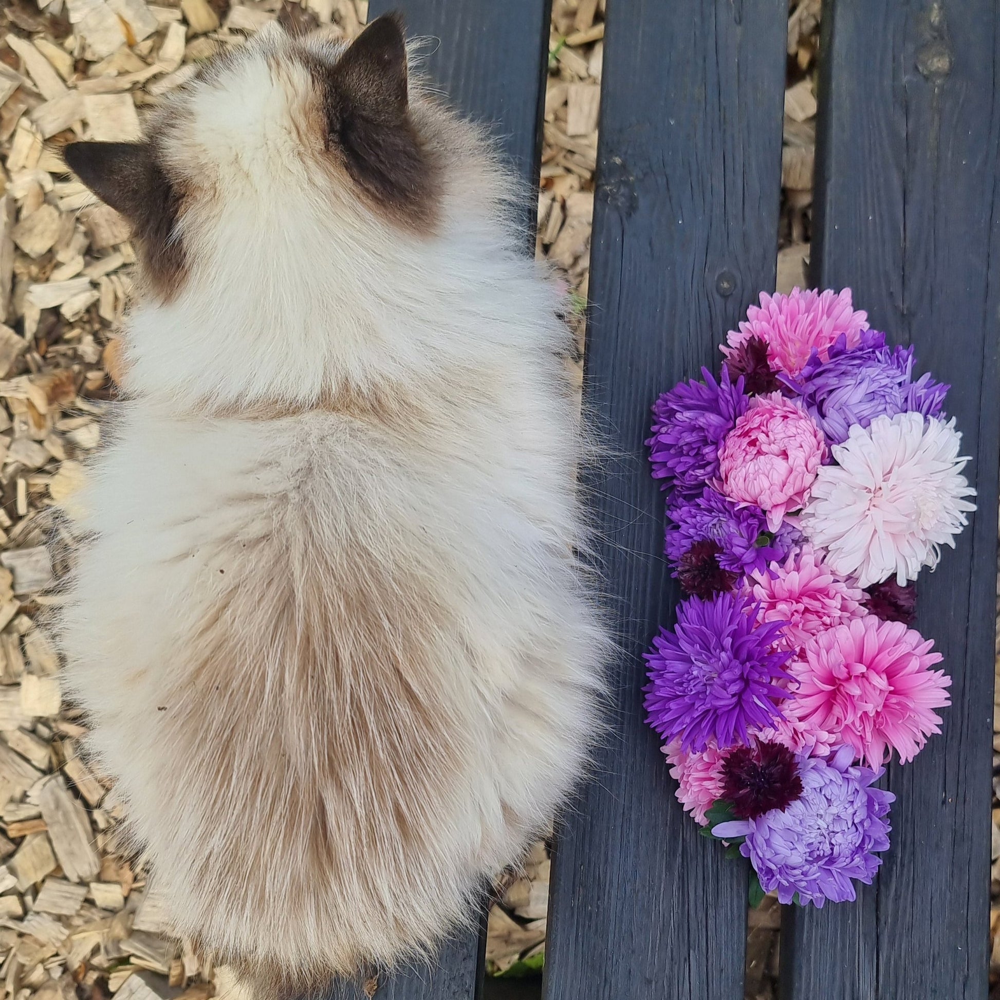 Aster king size mix och katt