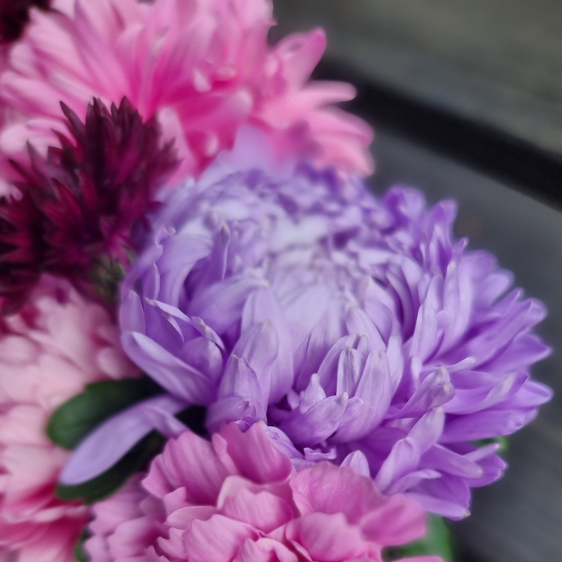 Sommaraster King size lavender