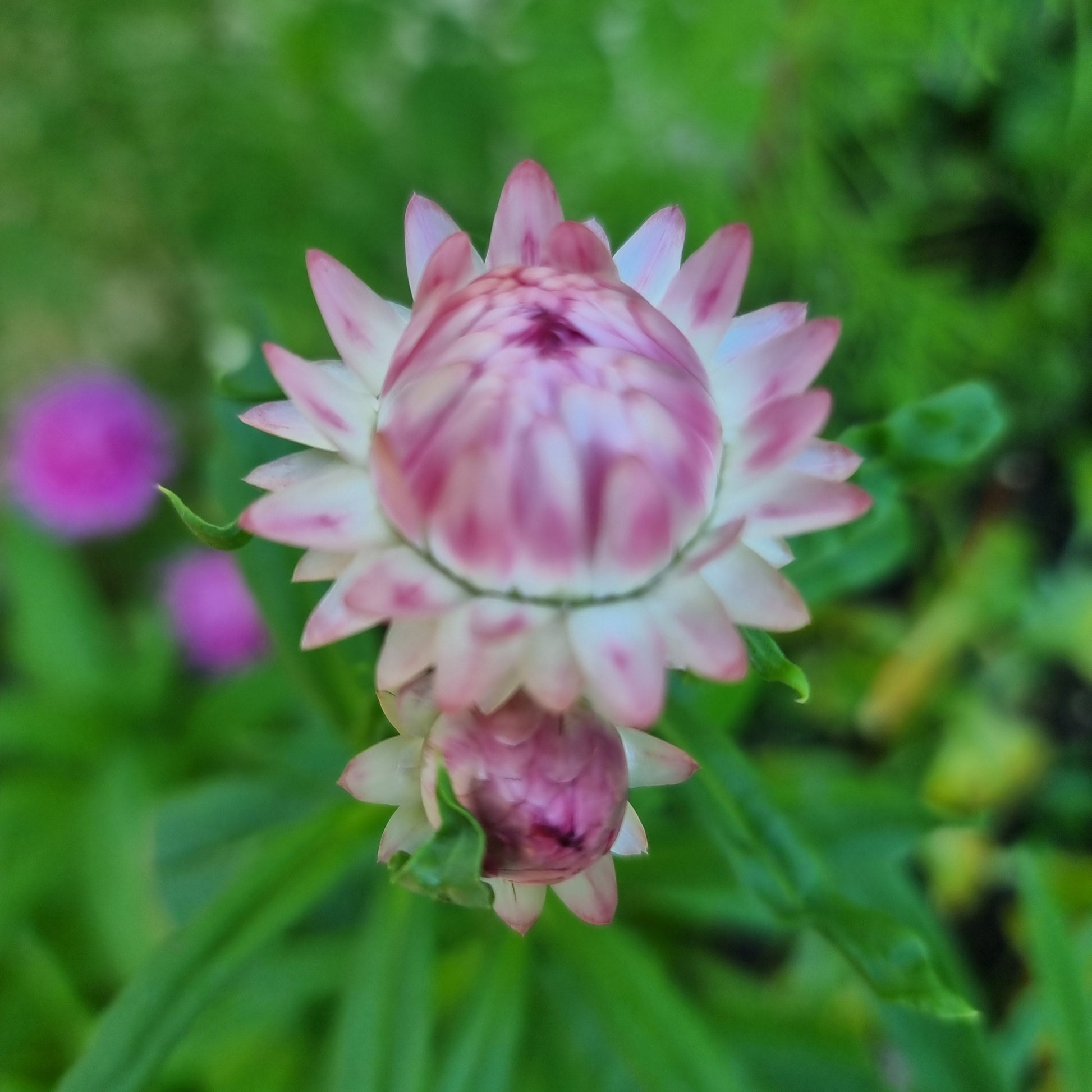 Jätte-eternell Silvery rose