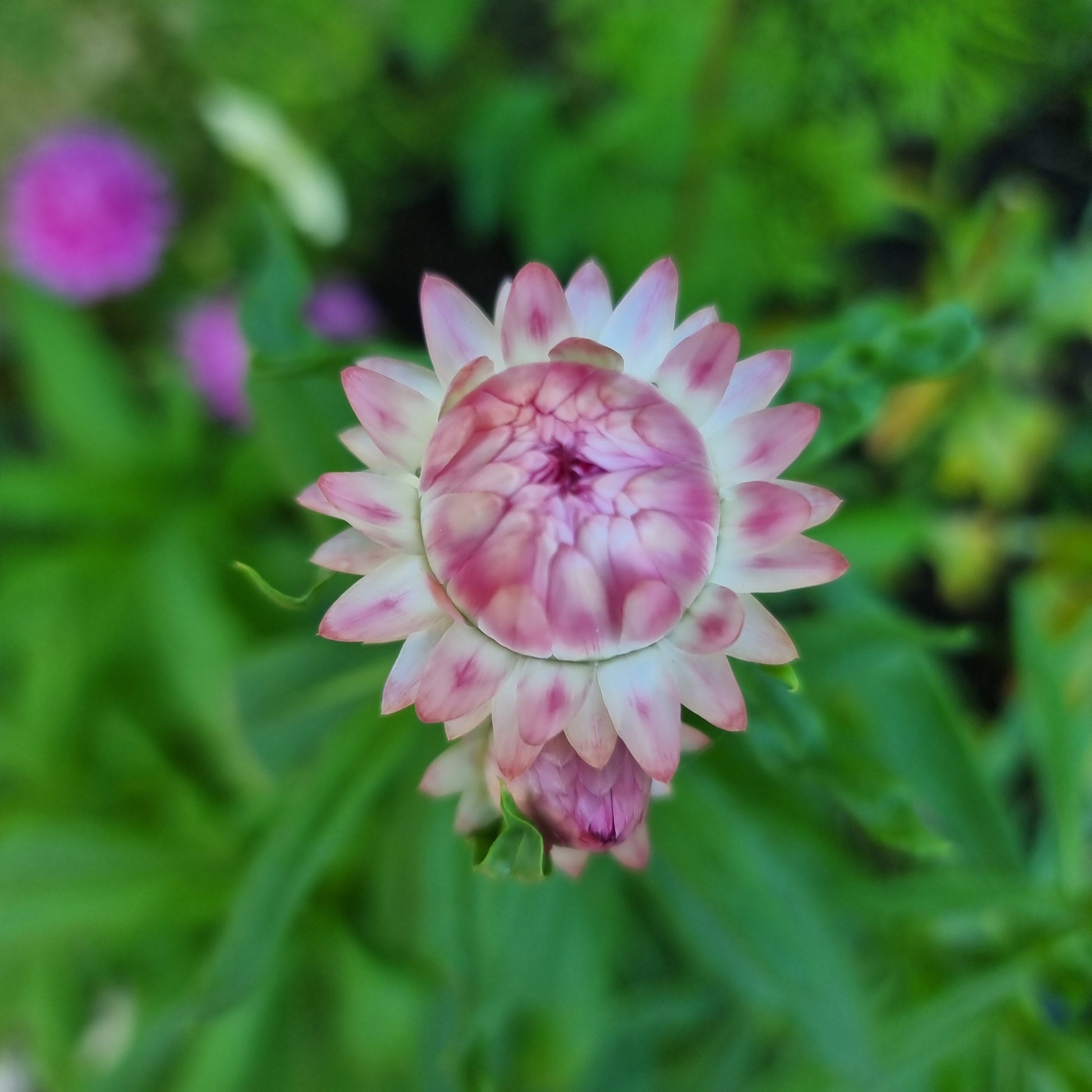 Jätte-eternell Silvery Rose