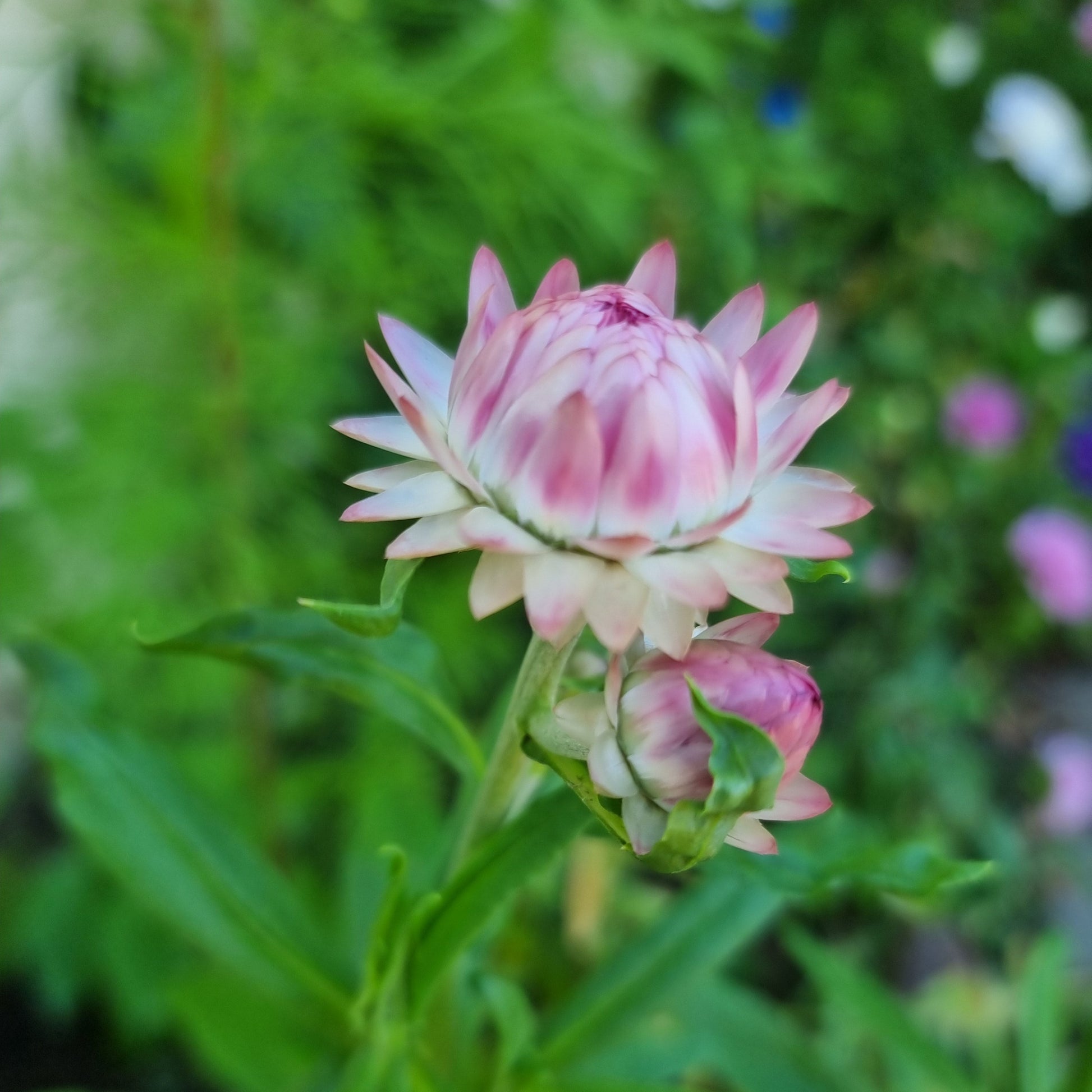 Jätte-eternell Silvery Rose