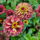 Zinnia Queen red lime