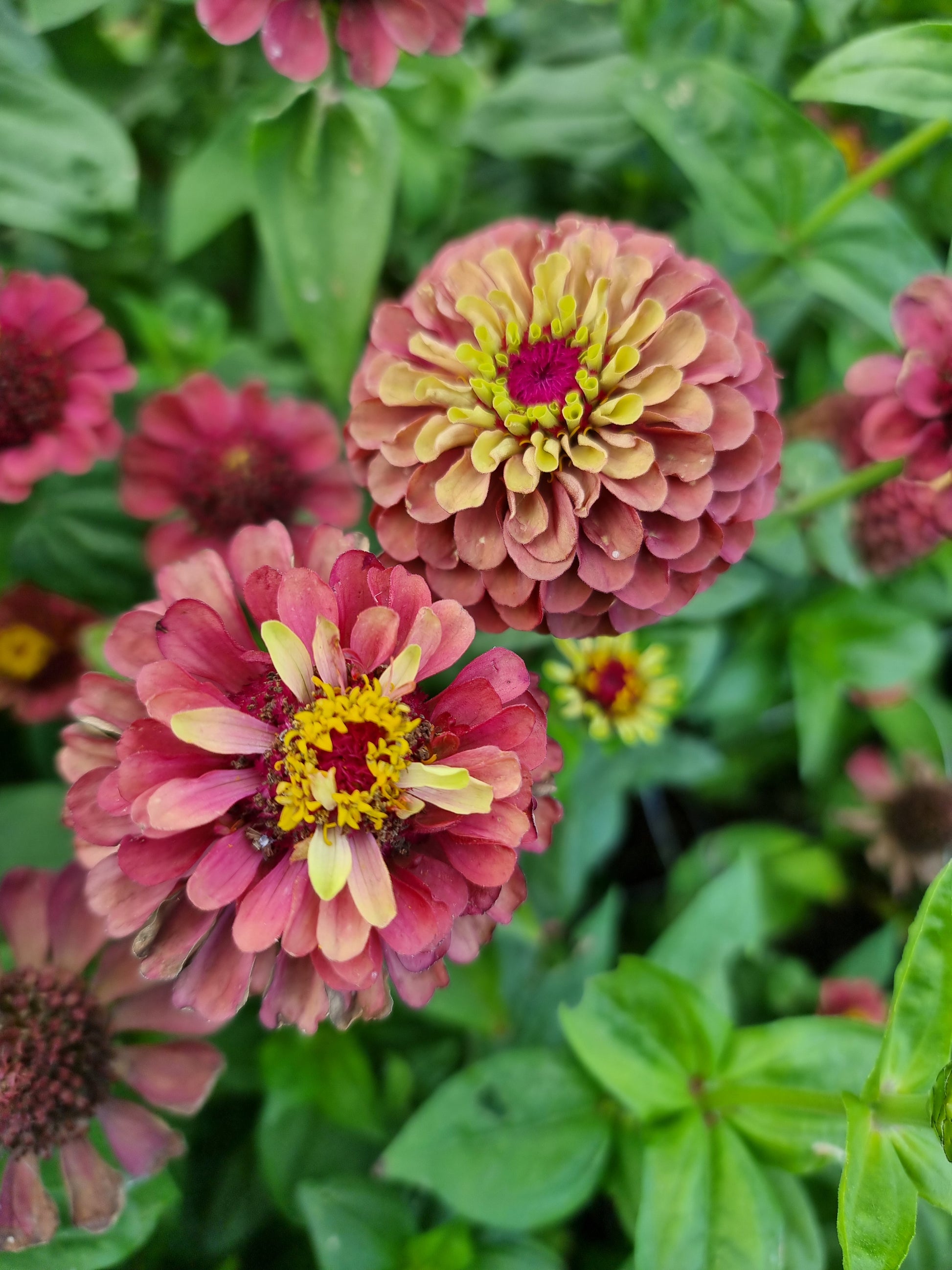 Zinnia Queen red lime