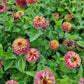 Zinnia Queen red lime