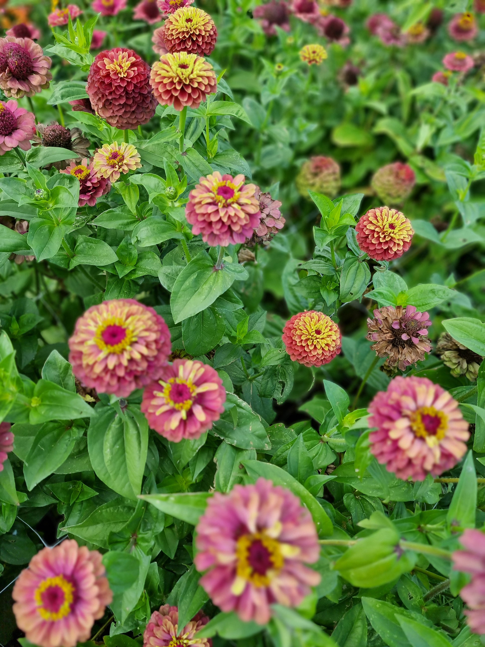 Zinnia Queen red lime