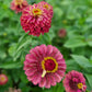 Zinnia Queen red lime