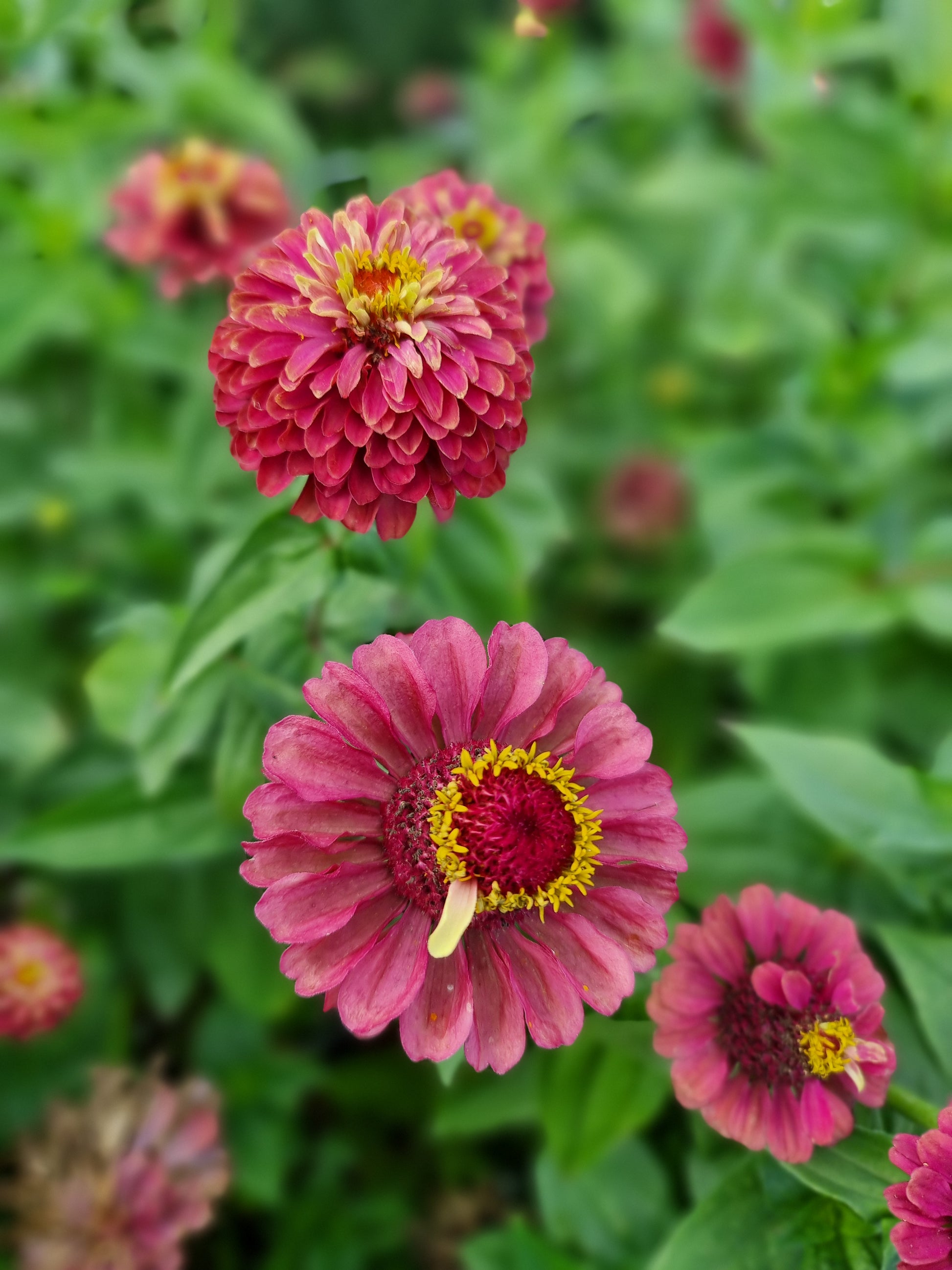 Zinnia Queen red lime