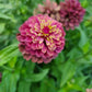 Zinnia Queen Lime Red