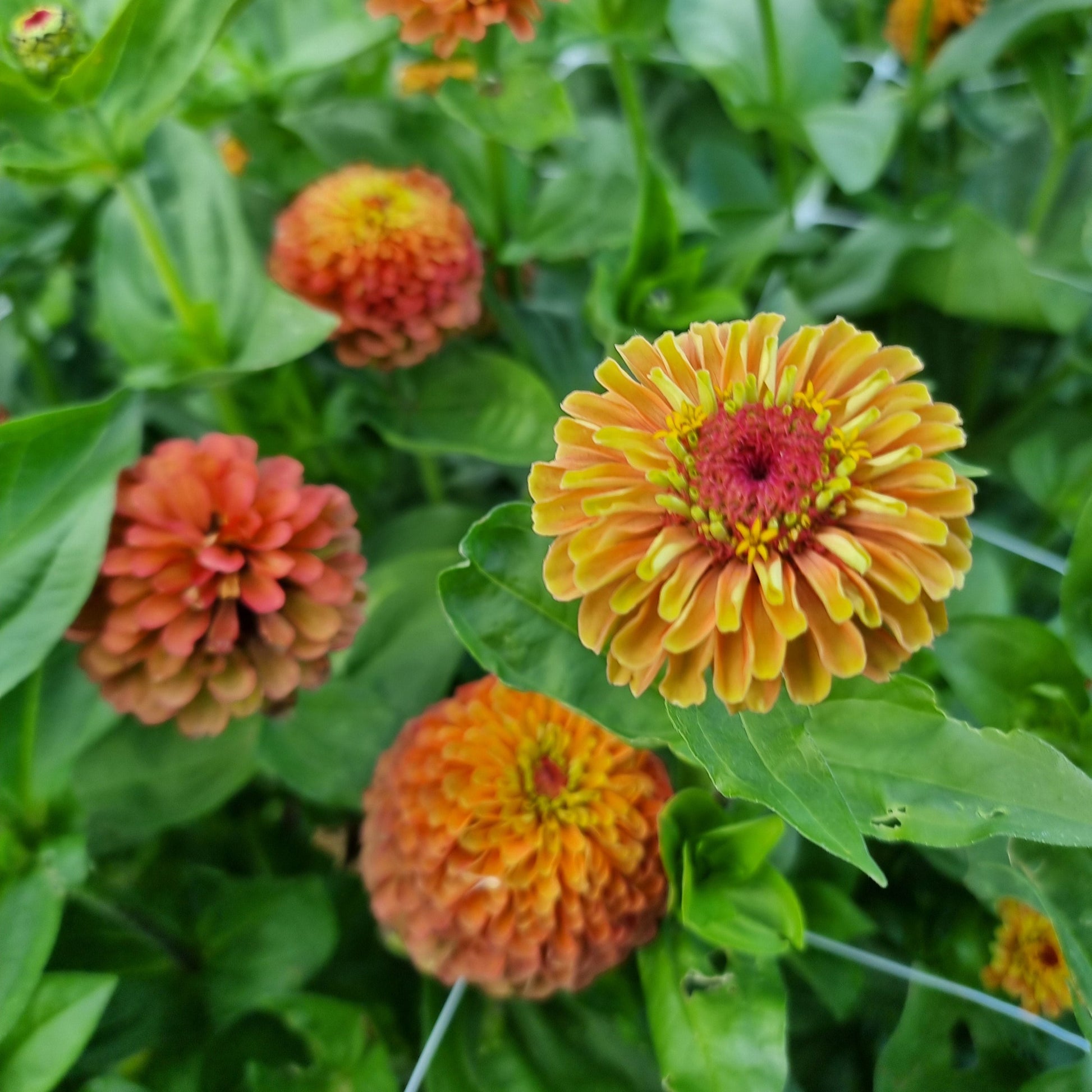 Zinnia queen lime orange