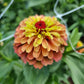 Zinnia queen lime orange
