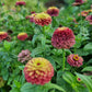 Zinnia Queen red lime
