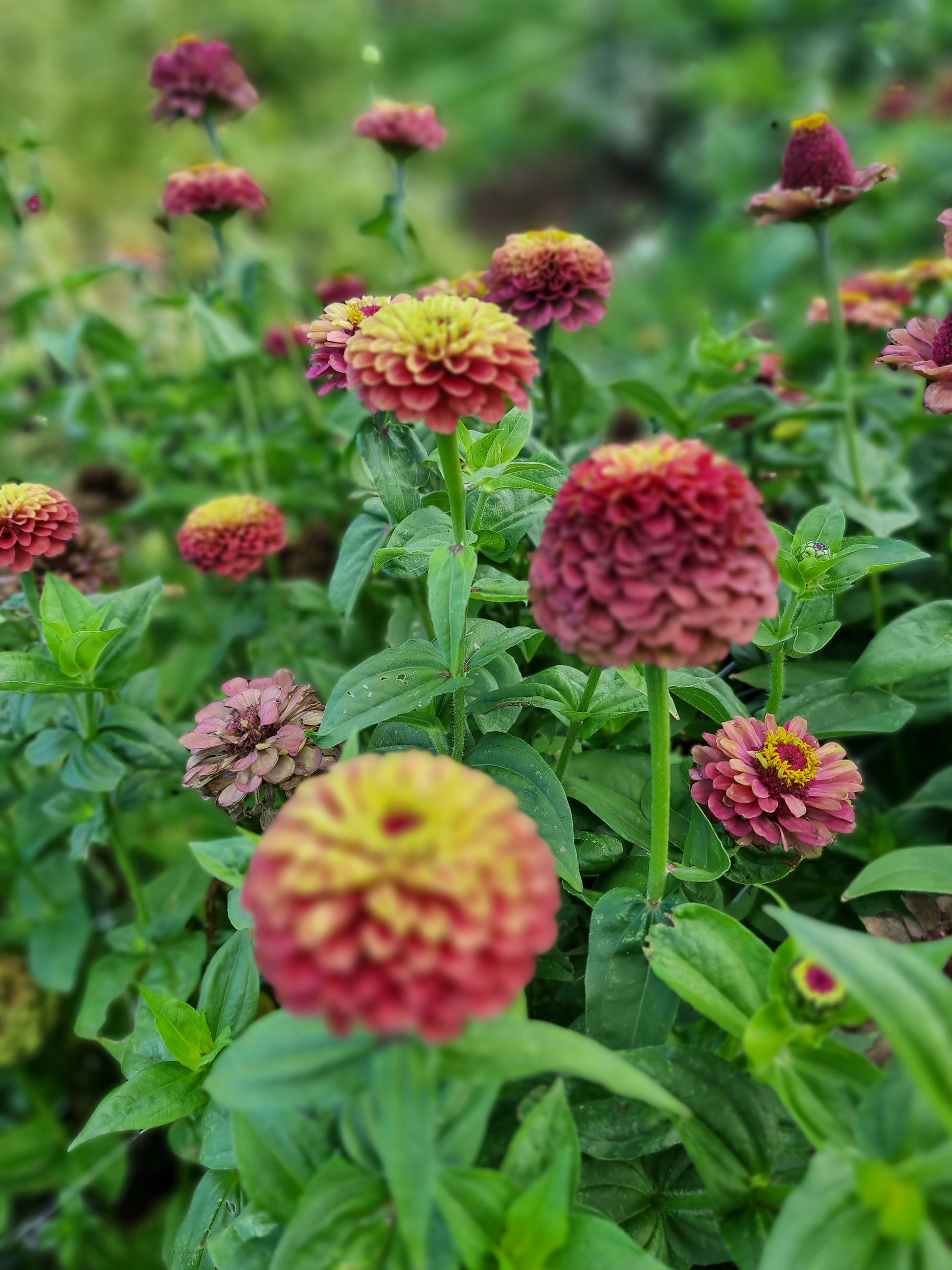 Zinnia Queen red lime
