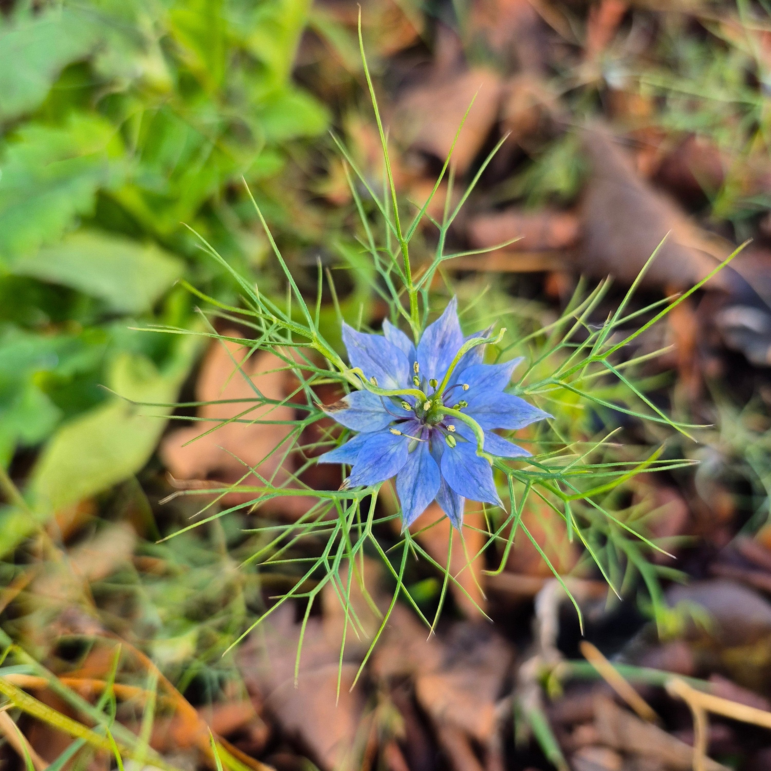 Nigella Miss Jekyll dark blue