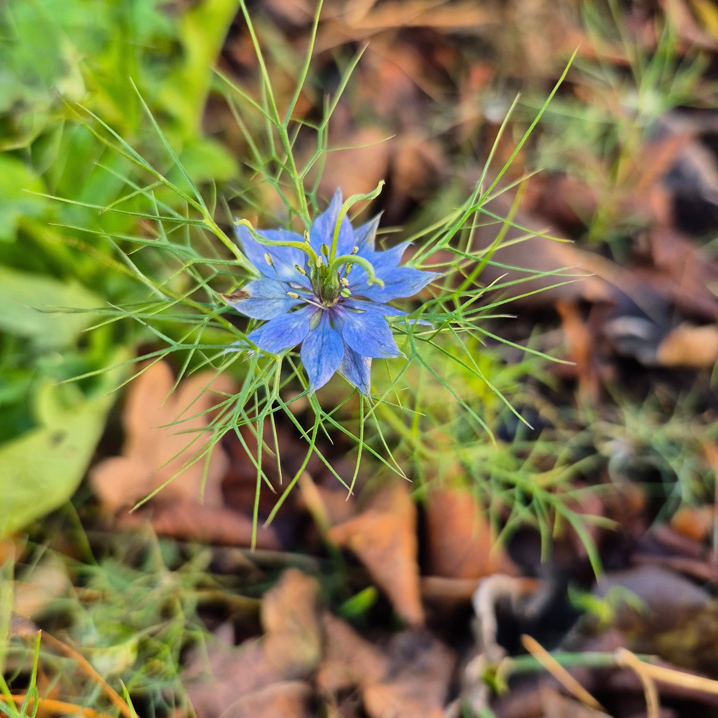 Nigella Miss Jekyll dark blue