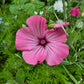 Sommarmalva Silver Cup