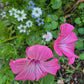 Sommarmalva Silver Cup