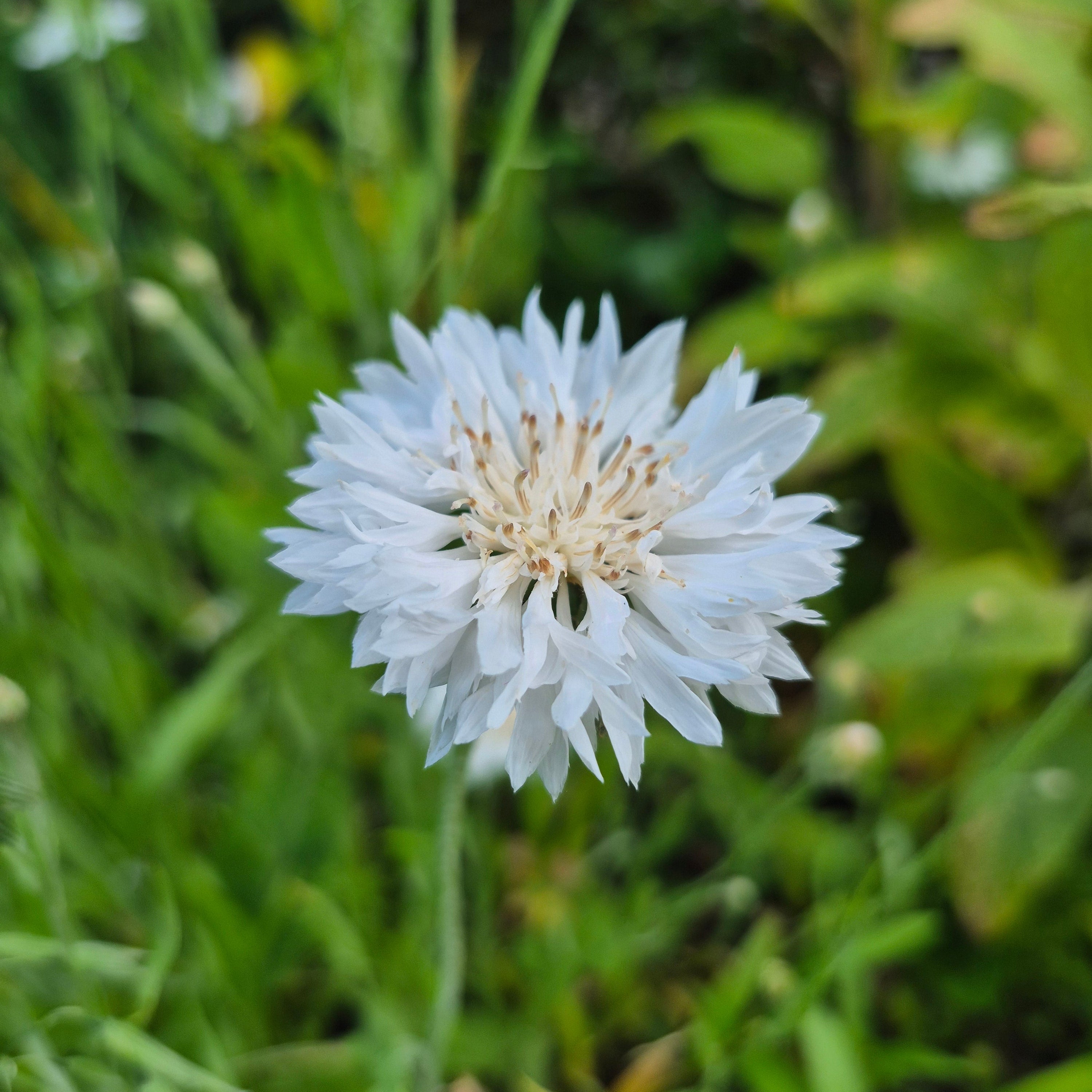 Blåklint White Ball