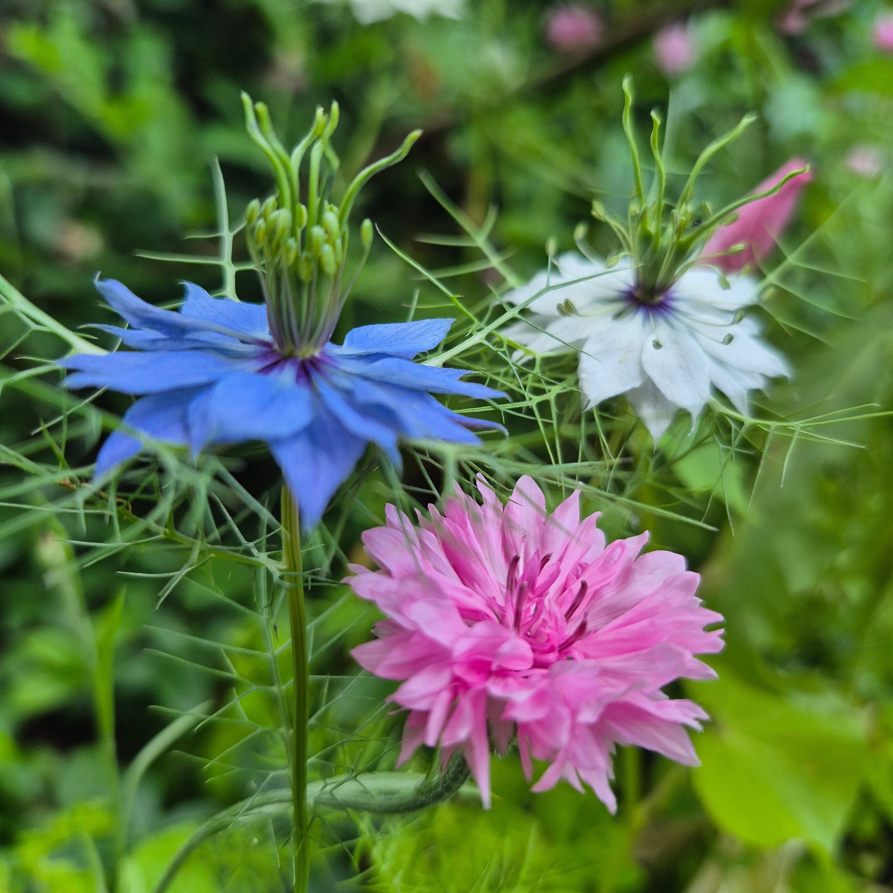 Nigella Sky Blue Nigella Miss Jekyll Pink Ball