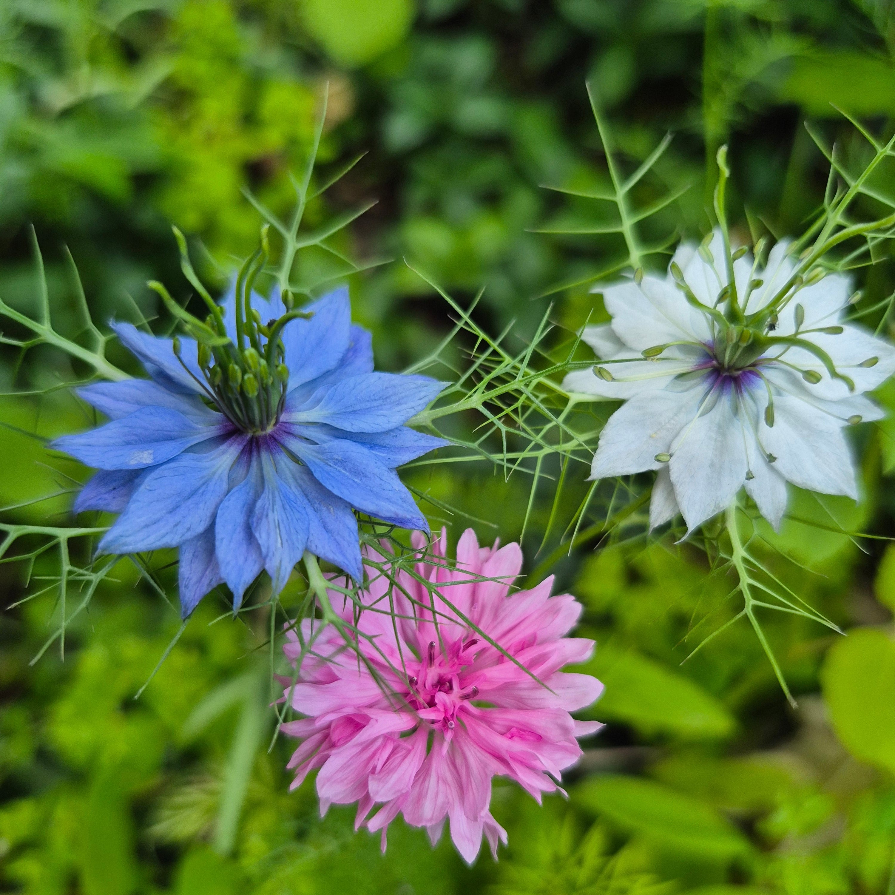 Blåklint Pink Ball Nigella Miss Jekyll
