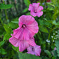Sommarmalva Silver Cup