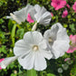 Sommarmalva Mont Blanc