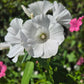 Sommarmalva Mont Blanc