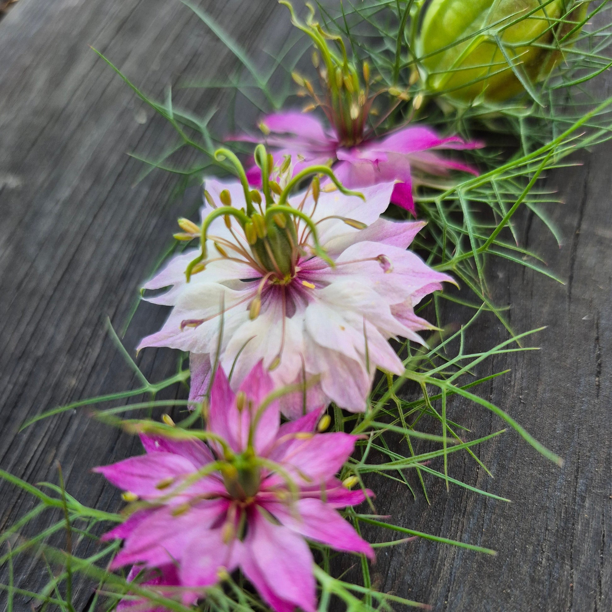 Miss Jekyll Rose