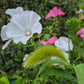 Sommarmalva Mont Blanc