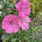 Sommarmalva Silver Cup