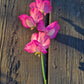 Luktärt Mammoth Rose Pink