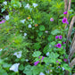 Sommarmalva Pink Blush