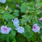 Sommarmalva Pink Blush