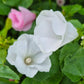 Sommarmalva Mont Blanc