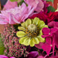 Zinnia Envy Green (storpack)