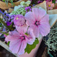 Sommarmalva Pink Blush