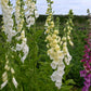 Fingerborgsblomma Alba (storpack)