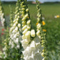 Fingerborgsblomma Alba (storpack)