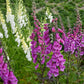 Fingerborgsblomma lila