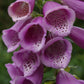Fingerborgsblomma lila
