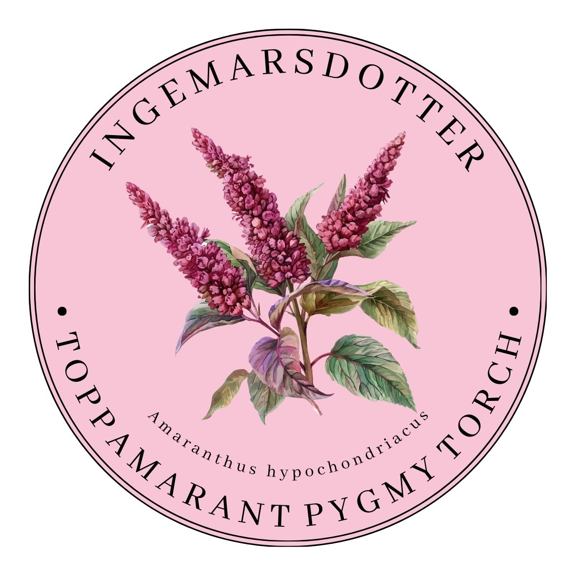 Amarant Pygmy Torch