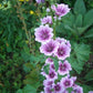 Malva Zebrina