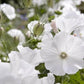Sommarmalva Mont Blanc