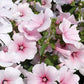 Sommarmalva Pink Blush